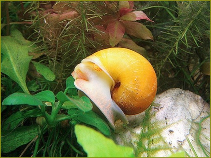 Czym żywi się аквариумная ślimak