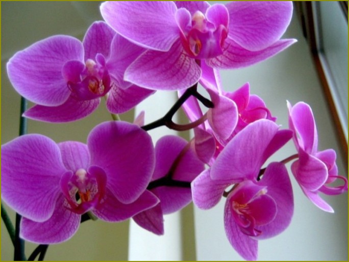 Dlaczego żółknie orchidea