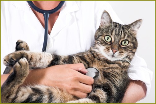 jak wygodnie dać kotu lekarstwo