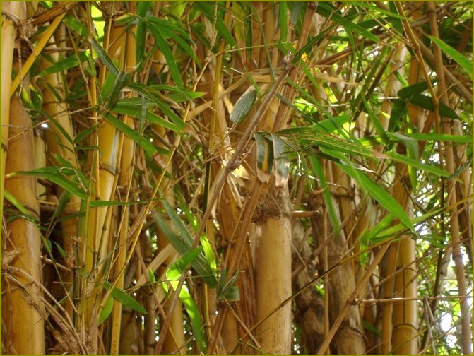 Jak hodować bambus