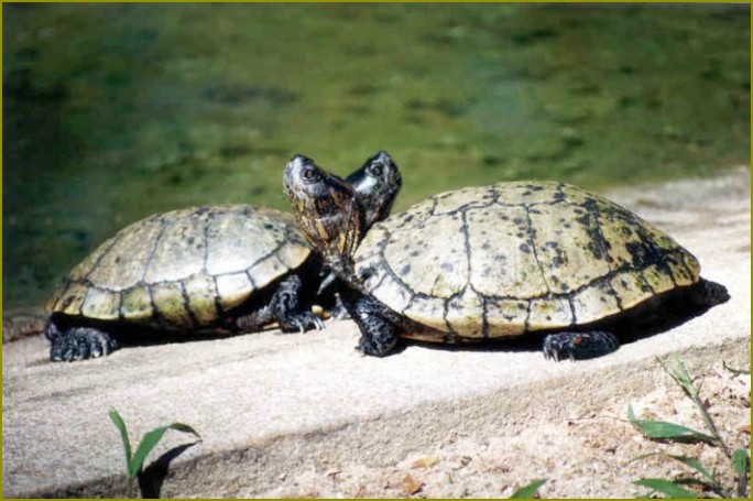 Jak hodować żółwi wodnych