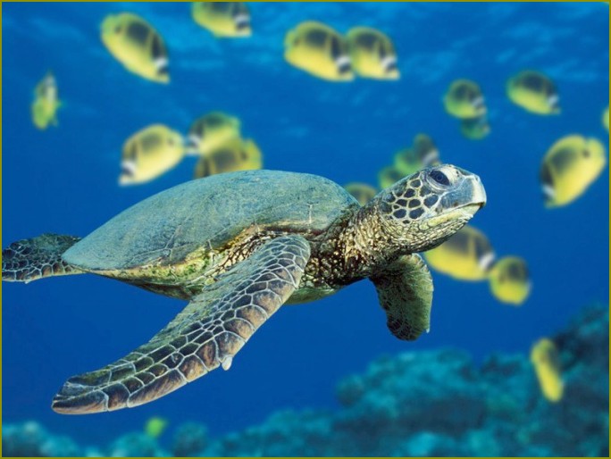 jak karmić żółwia morskiego