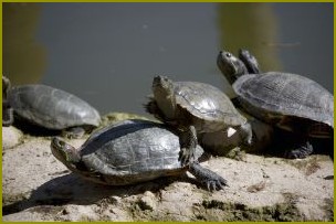 jak leczyć żółwia