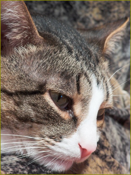 po zastrzyku иммуноглабулина możliwy jest katar u kotów