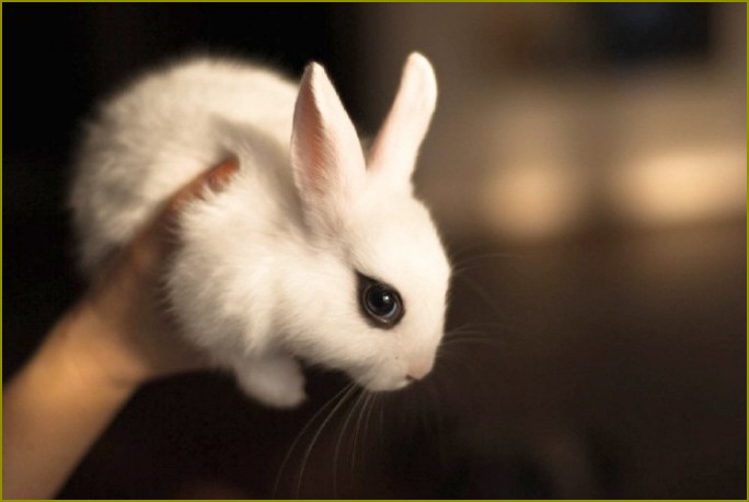 biegunka z dżdżownicami u wystrój królików leczenie