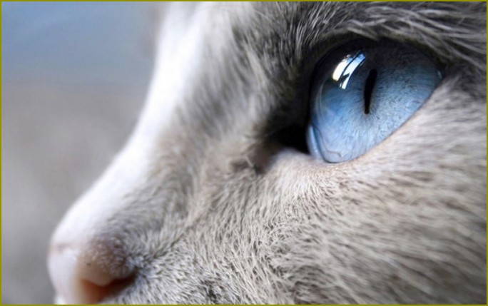 Jak leczyć kota, jeśli ma łzawią oczy