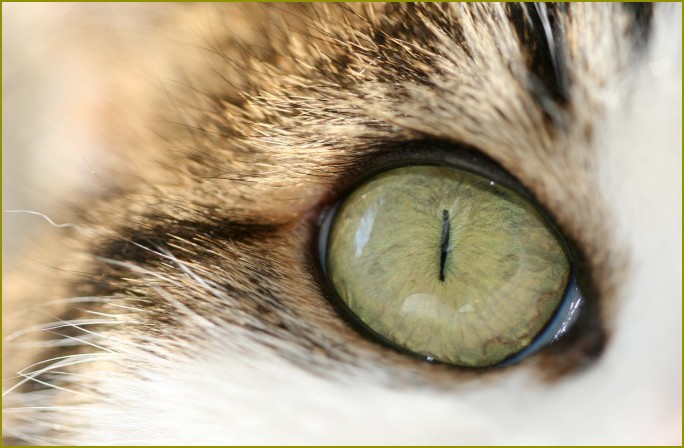 dla gojenia się rany oczy u kota