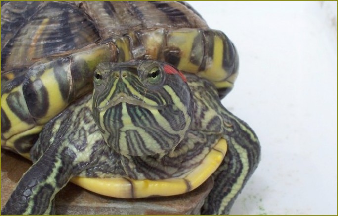 Jak leczyć oczy красноухой żółwia