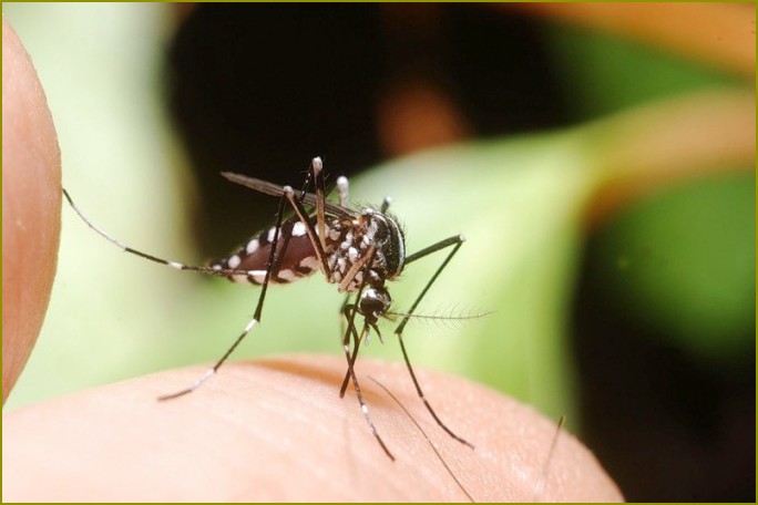 Jak leczyć ukąszenia komarów
