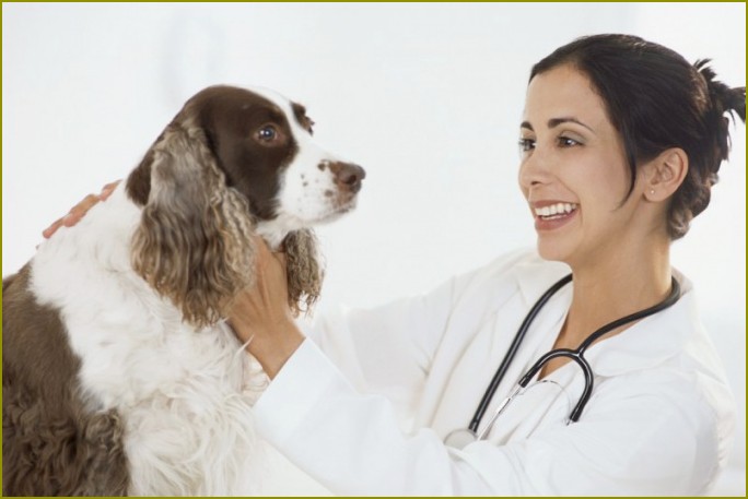 Jak leczyć wątrobę u psa