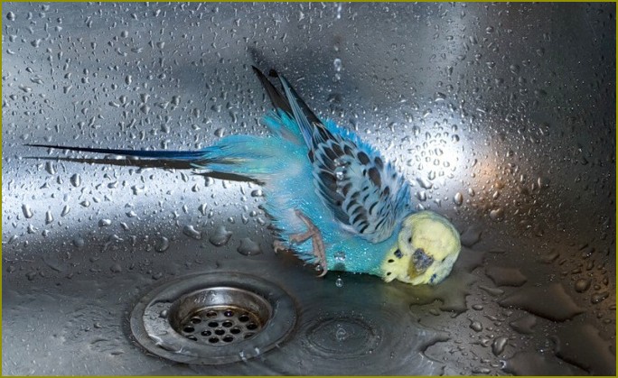 Jak myć klatkę z papugą