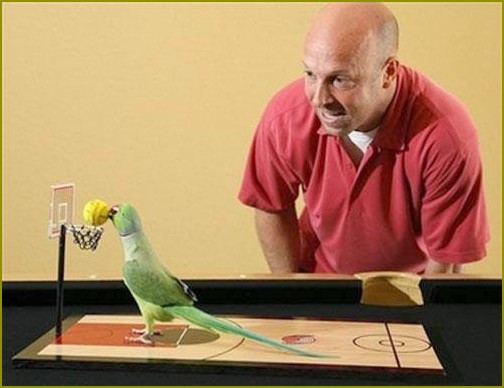 jak игрыть z папугаем