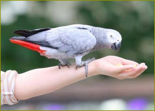 Jak nauczyć papugę mówić jaco