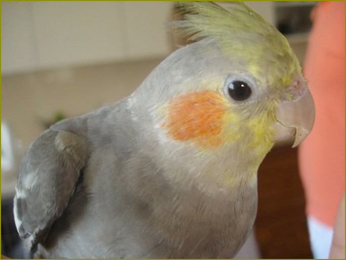 Jak nauczyć papugę mówić-кореллу