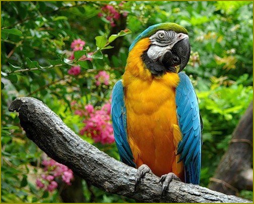 Jak nauczyć samicę papugę mówić