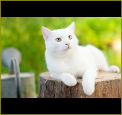 nazwa białego kotka