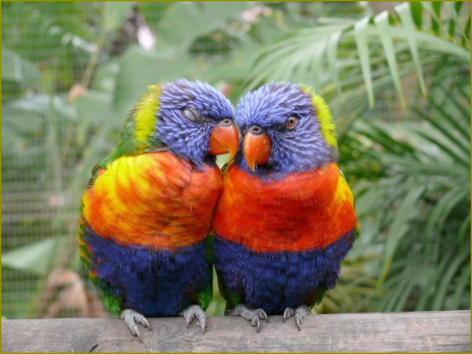 Jak odróżnić papuga неразлучника samca od samicy