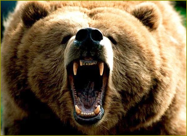 Jak odstraszyć niedźwiedzia