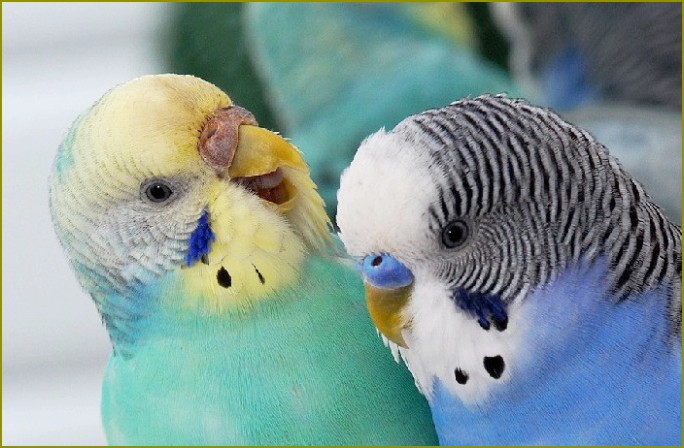 Jak określić płeć piskląt papugi falistej
