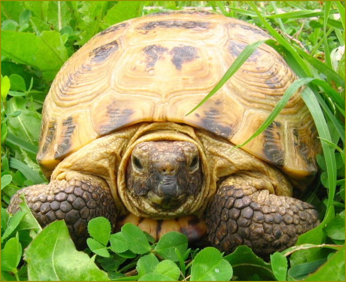 jak dowiedzieć się ile lat lądowego żółwia