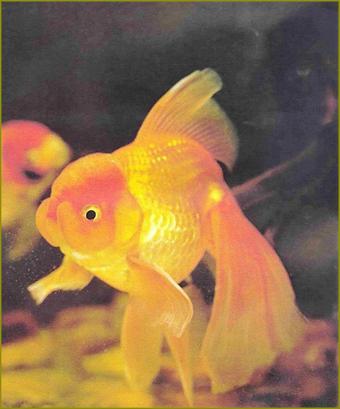 kolorystyka złotych rybek na zdjęciach
