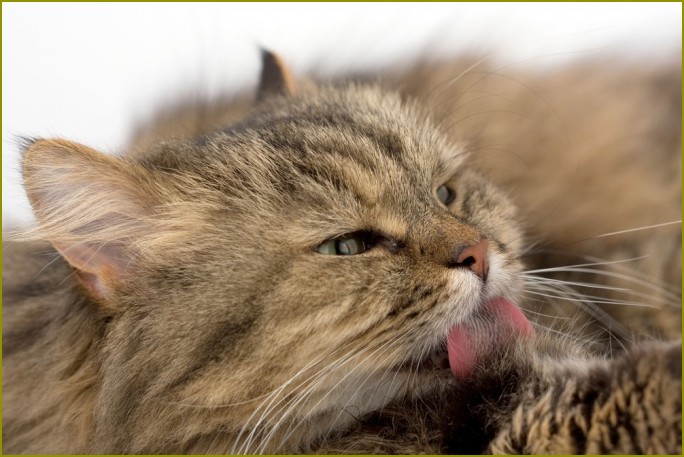 Jak pozbyć się kotów zapachu