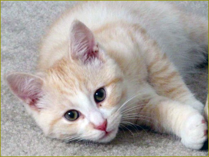 jak usunąć zapach moczu kotów z dywanu