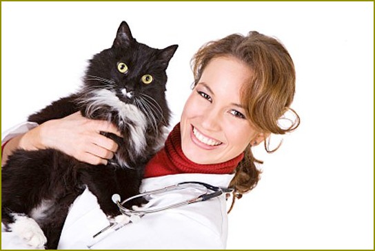jak leczyć zapalenie ucha środkowego u kota
