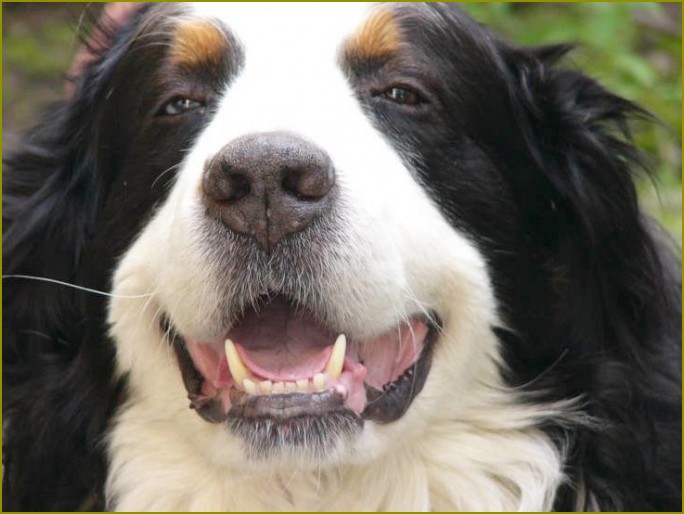 uniknąć chorób zębów u psów