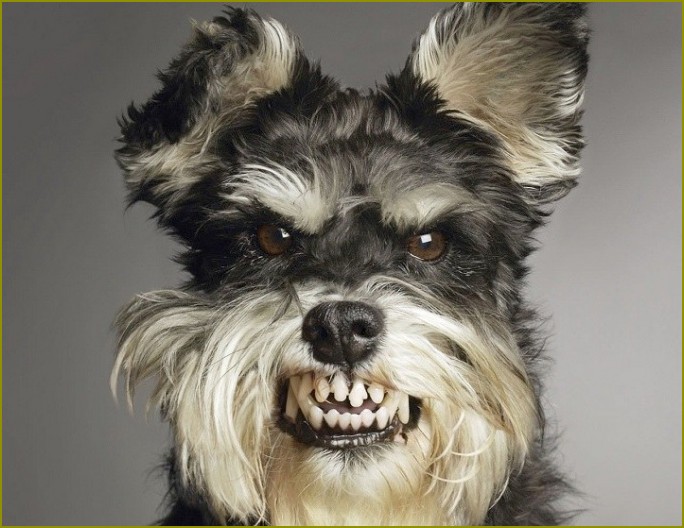 Jak zmieniają się zęby u psów