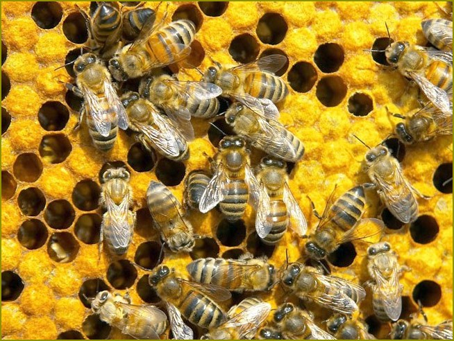 Jak prowadzić pszczół