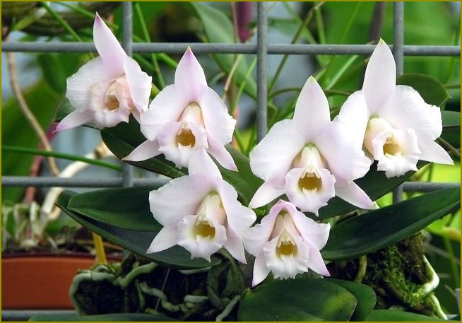 Jak przycinać orchidei