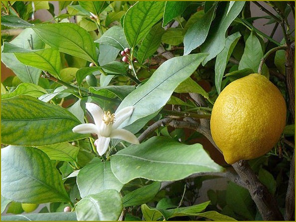 Jak rosną pokojowy cytryny