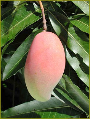 Jak rosnąć mango w warunkach domowych