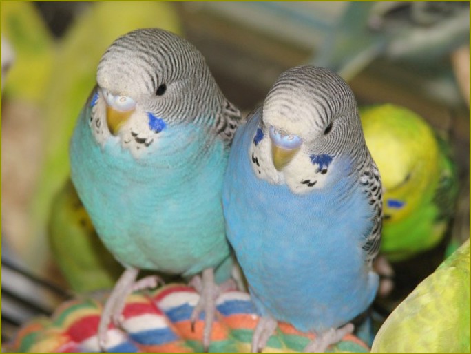 Jak rozpoznać samicę papugi falistej