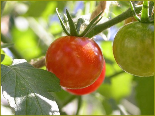 Jak rozwijać duże pomidory