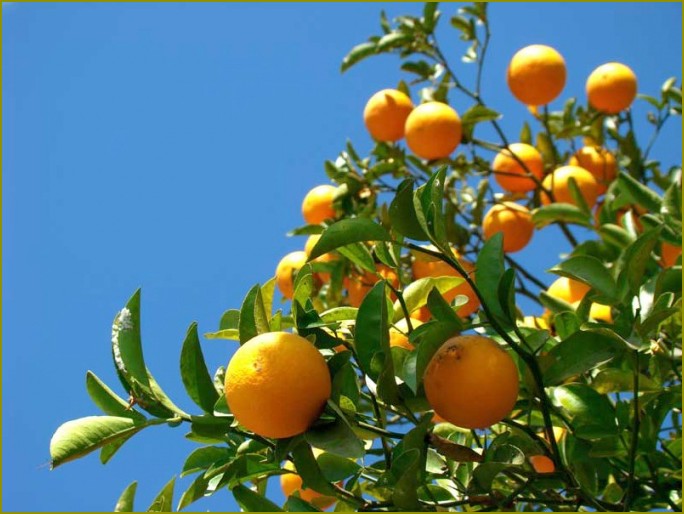 Jak rozwijać pomarańcza