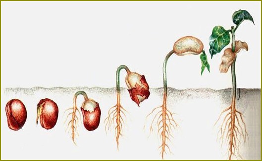 Jak sadzić nasiona