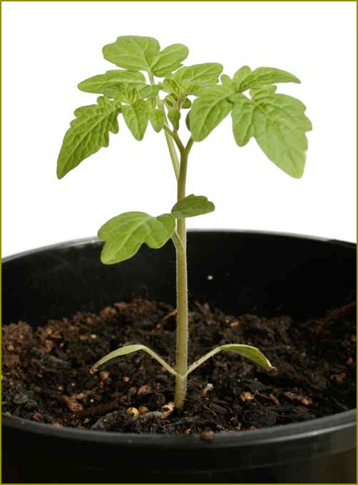 Bierz do sadzenia tylko zdrowe nasiona regularne kształty