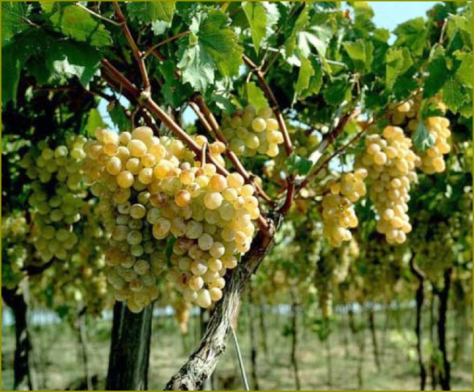 Jak sadzić winogrona