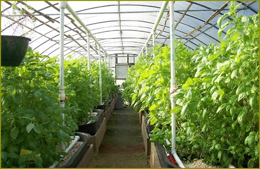 Jak uprawiać warzywa w szklarniach