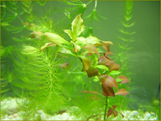 аквариумистика wideo синезеленые glony zdobyć na roślinach