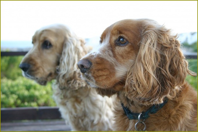 jak nauczyć cocker spaniel do drukowanych toalety