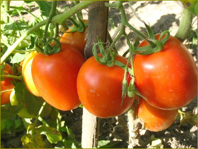 Jak wychować dobre plony pomidorów