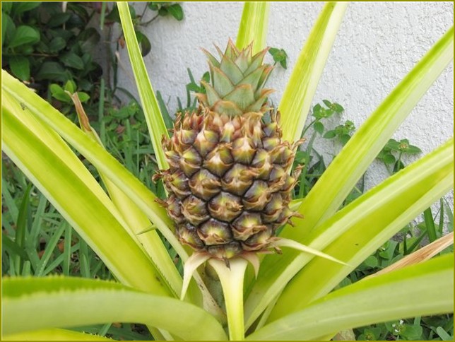 Jak wyhodować ananasa z płodu