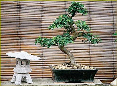 Jak wyhodować bonsai z drewna dębowego
