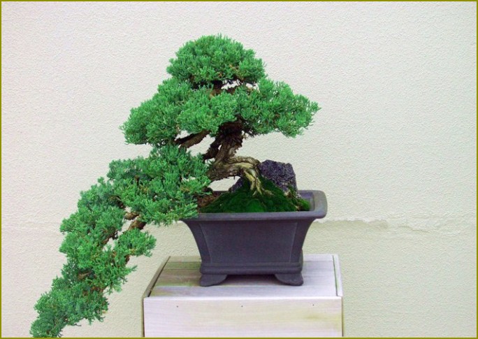 Jak wyhodować bonsai z sosny