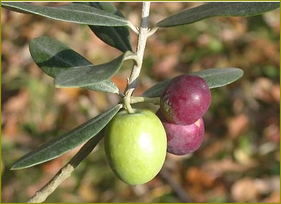 Jak wyhodować drzewo oliwne