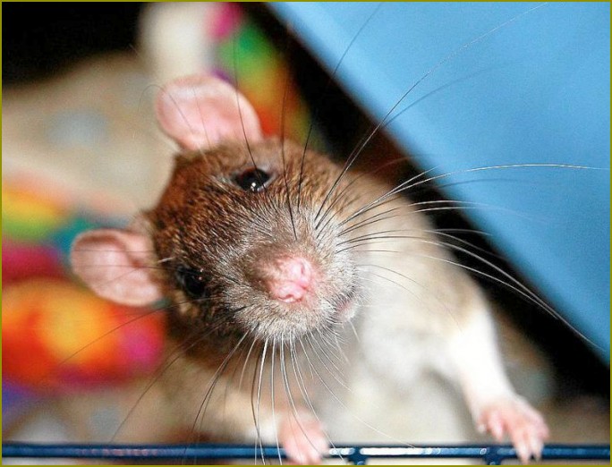 hamaki dla szczurów własnymi rękami szczegółowa instrukcja