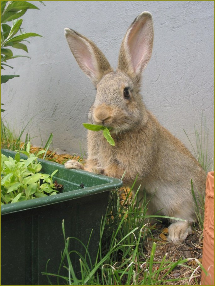 Jak zacząć hodować króliki